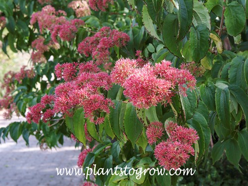 Seven Son Flower (Heptacodium miconioides)